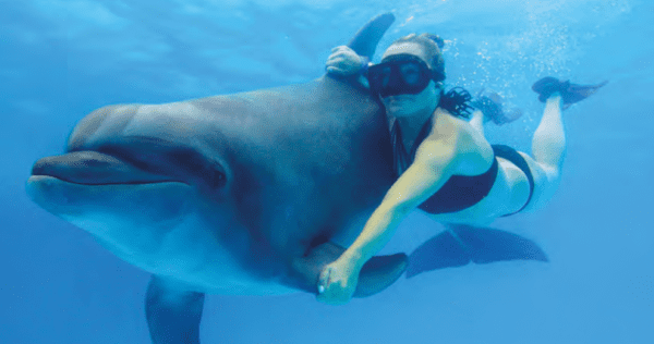 Dolphin Extreme - Image 2