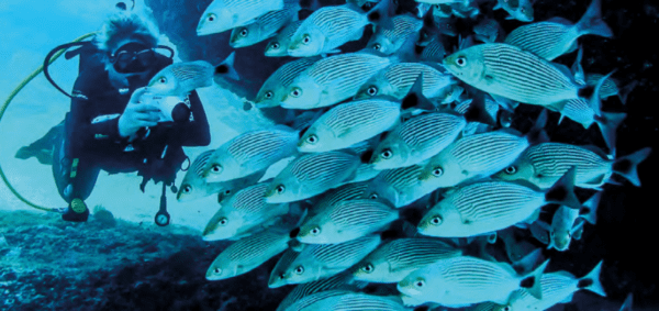 Scuba diving at Los Arcos - Image 4
